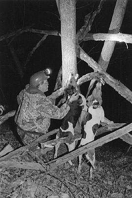 Jerry Shaffer and coondogs