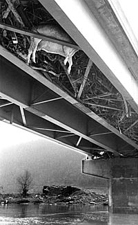 cow trapped under bridge