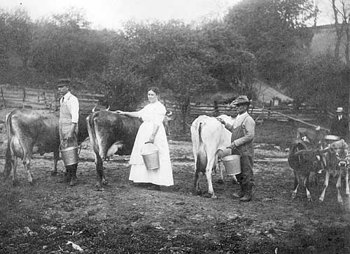 Nuzum family with dairy cows