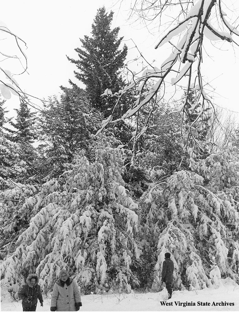 Nation's Christmas Tree, cut from Winkler Farm near Pickens, December 1963. Photograph by Dave Cruise. Cabinet File, West Virginia State Archives (Trees008)