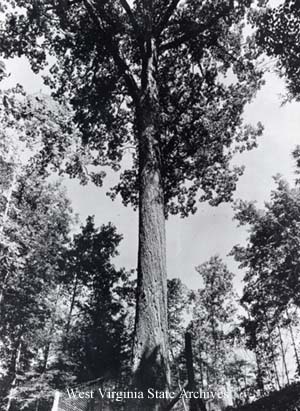 Mingo Oak