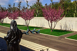 Flowering cherry trees mark springtime at Netherlands American Cemetery. Courtesy American Battle Monuments Commission